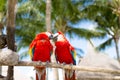 Couple of red parrots sitting on perch Royalty Free Stock Photo