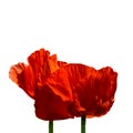 couple of red poppies Royalty Free Stock Photo