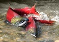 A couple of red salmon Royalty Free Stock Photo