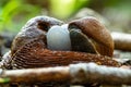 Couple of red slugs mating around a couple of eggs on the ground in  forest summer day Royalty Free Stock Photo