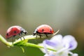 Couple of red tiny ladybugs on fragile flower looking to each other, climbing opposite. Royalty Free Stock Photo