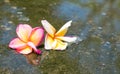 the couple red yellow and white plumeria flower are drop in water with plumeria tree shadow Royalty Free Stock Photo