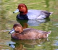 Couple of Redhead Ducks Female Duck