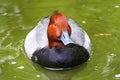 Couple of Redhead Ducks Female Duck