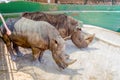 A couple of rhinos waiting for food Royalty Free Stock Photo