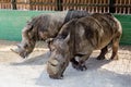 A couple of rhinos waiting for food Royalty Free Stock Photo