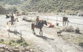 Couple riding horses starting from ranch with their dogs following them - Happy people having fun on summer day - Tour, excursion Royalty Free Stock Photo