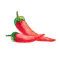 Couple of ripe red hot chili peppers in watercolor style isolated on white background. Sketch of two burning spicy mexican cayenne Royalty Free Stock Photo