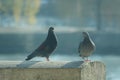 A couple of rock pigeons perched on a sidewalk wall