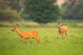 Couple of roe deer buck and doe running on meadow in summer paring season Royalty Free Stock Photo