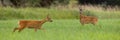 Couple of roe deer walking on meadow in mating season Royalty Free Stock Photo