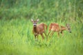 Couple roe deer standing in long grass in summer nature Royalty Free Stock Photo