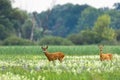 Couple of roe deer walking on blooming meadow in summer Royalty Free Stock Photo