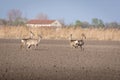 Couple of roe deers running on crop field. Capreolus capreolus