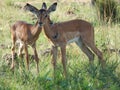 Couple of rooibok antelopes grazing in the natural habitat