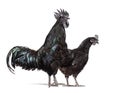 Couple of rooster and hen Ayam Cemani chicken, isolated on white Royalty Free Stock Photo