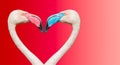 Couple of Rosy Chilean flamingos with different beaks in color, making loving heart at smooth gradient background