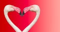 Couple of Rosy Chilean flamingos making loving heart at smooth gradient background