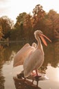 A couple of Rosy Pelicans at the Luise Park in Mannheim, Germany
