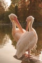 A couple of Rosy Pelicans at the Luise Park in Mannheim, Germany