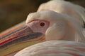 A couple of Rosy Pelicans at the Luise Park in Mannheim, Germany