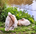 Couple of Rosy Pelicans
