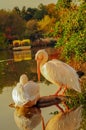 Couple of Rosy Pelicans at the park lake in Autumn