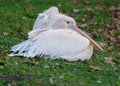 Couple of rosy pelicans standing on the green grass