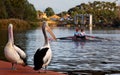 Couple rowing on the River Torrens