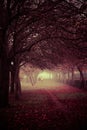 Couple of Runners Doing Jogging in an Autumnal Park with Fog Royalty Free Stock Photo
