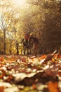 Couple in the park. Royalty Free Stock Photo