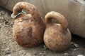A couple of rusty weights Royalty Free Stock Photo