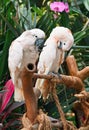 Couple of Salmon-crested Cockatoo Royalty Free Stock Photo
