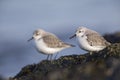 A couple of sanderling perched on a rock along the Dutch coast in the winter at the North Sea. Royalty Free Stock Photo