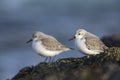 A couple of sanderling perched on a rock along the Dutch coast in the winter at the North Sea. Royalty Free Stock Photo