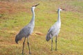 Couple Sandhill Crane, florida, USA