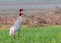 A couple of Saras Crane in field Royalty Free Stock Photo