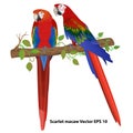 Couple of scarlet macaw on a branch, isolated