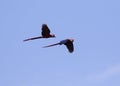 Couple of Scarlet Macaw Flying in Blue Sky Royalty Free Stock Photo