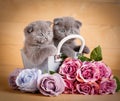 Couple Scottish Fold Cats in decorative wooden box near bouquet of flowers. Picture for a calendar with cats Royalty Free Stock Photo