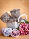 Couple Scottish Fold Cats in decorative wooden box near bouquet of flowers. Picture for a calendar with cats Royalty Free Stock Photo