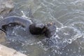 A couple of sea lions fighting in the sea Royalty Free Stock Photo