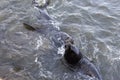 A couple of sea lions fighting in the sea Royalty Free Stock Photo