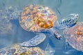 Couple of Sea turtles swim in the water. Zanzibar, Tanzania Royalty Free Stock Photo