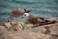 Couple of seagulls eating on rock mountain over the sea. side view of birds eating