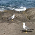 Couple of Seagulls