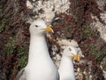 Couple of Seagulls, Rottingdean, East Sussex, UK