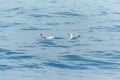 Couple of seagulls swimming on the water in Irish sea.