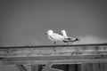 Couple of seagulls waiting nothing Royalty Free Stock Photo