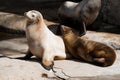 Couple of seals enjoing the sun Royalty Free Stock Photo